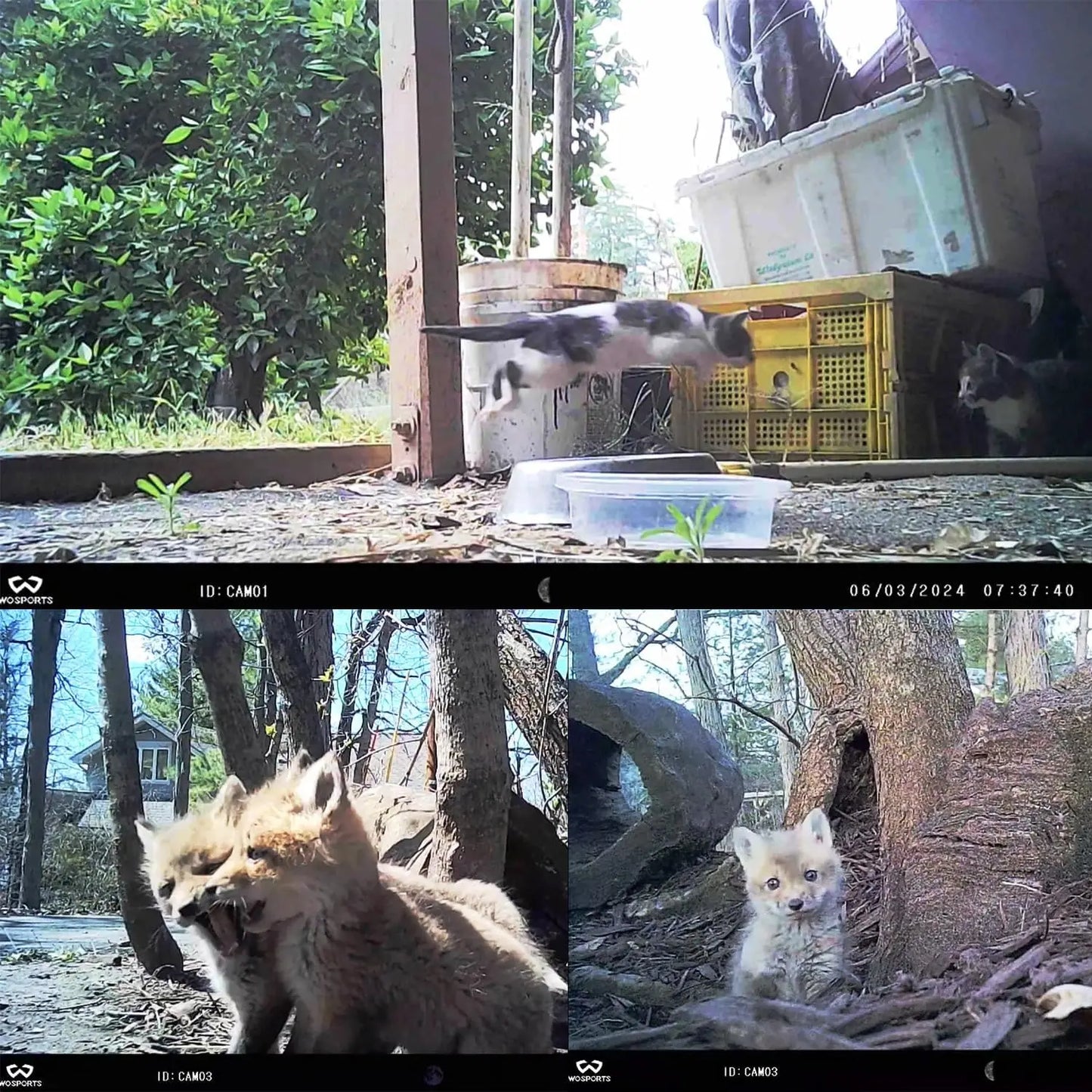 Mini Trail Camera 2 Pack 24MP 1080P HD Game Cam with 32GB SD Cards Waterproof Night Vision Outdoor Wildlife Monitoring